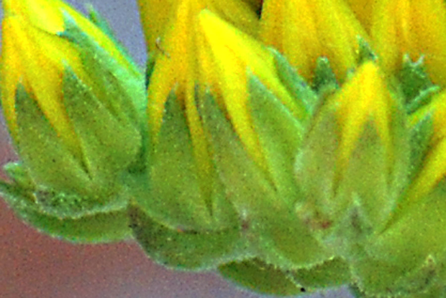 Petrosedum montanum (=Sedum motanum) / Borracina montana